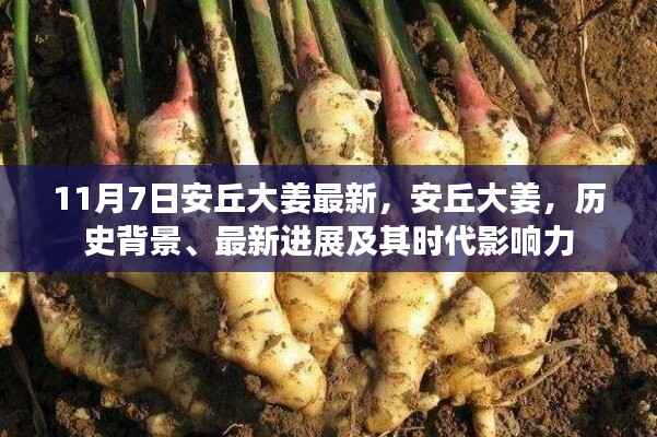 安丘大姜,历史背景、最新进展与时代影响力解析