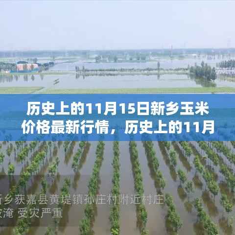 历史上的新乡玉米价格最新行情报告,深度解析11月15日市场走势