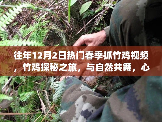 往年12月2日热门春季抓竹鸡视频,竹鸡探秘之旅,与自然共舞,心灵寻静