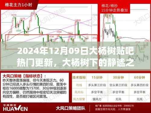 大杨树下的静谧之旅,探索自然美景与内心平静的旅程(最新更新)