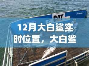 与鲨共舞的日子,12月大白鲨追踪之旅实时播报