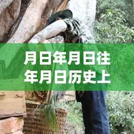 北京花粉浓度播报,历史与实时多维视角的探究