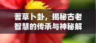 蓍草卜卦,揭秘古老智慧的传承与神秘解读