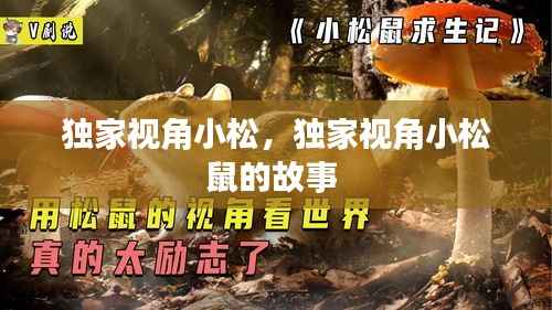 独家视角小松，独家视角小松鼠的故事 