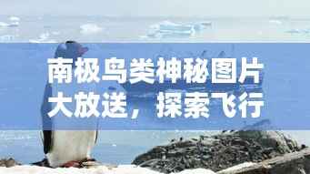 南极鸟类神秘图片大放送，探索飞行者在南极大陆的踪迹