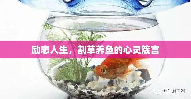 励志人生，割草养鱼的心灵箴言