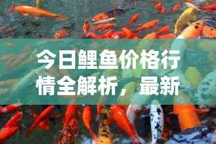 今日鲤鱼价格行情全解析，最新消息与图片同步更新