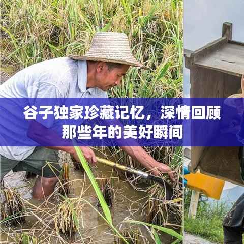 谷子独家珍藏记忆，深情回顾那些年的美好瞬间