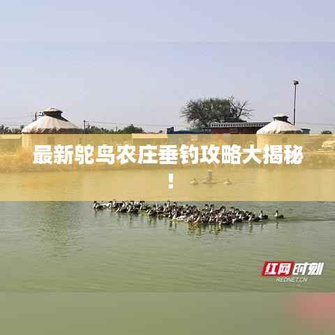 最新鸵鸟农庄垂钓攻略大揭秘！