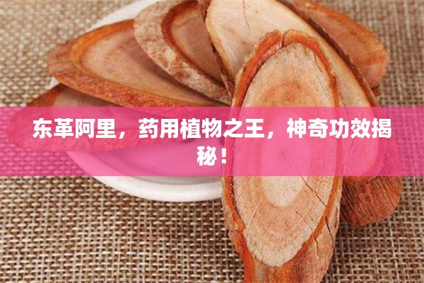 东革阿里,药用植物之王,神奇功效揭秘!