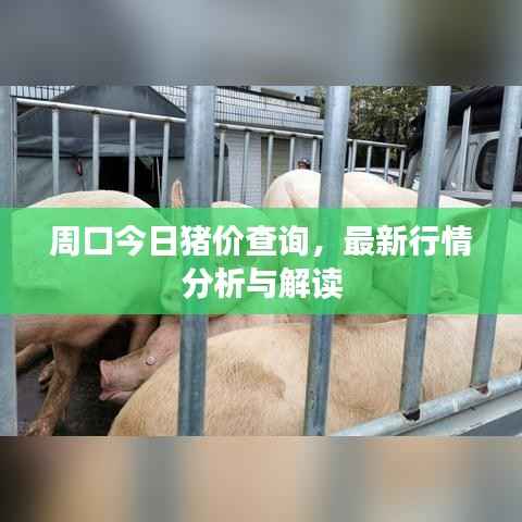 周口今日猪价查询,最新行情分析与解读