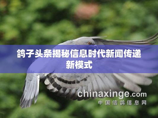 鸽子头条揭秘信息时代新闻传递新模式