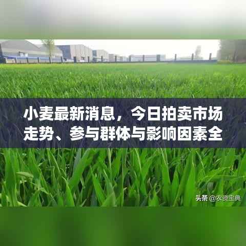 小麦最新消息,今日拍卖市场走势、参与群体与影响因素全解析