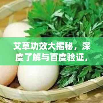 艾草功效大揭秘,深度了解与百度验证,不容错过!